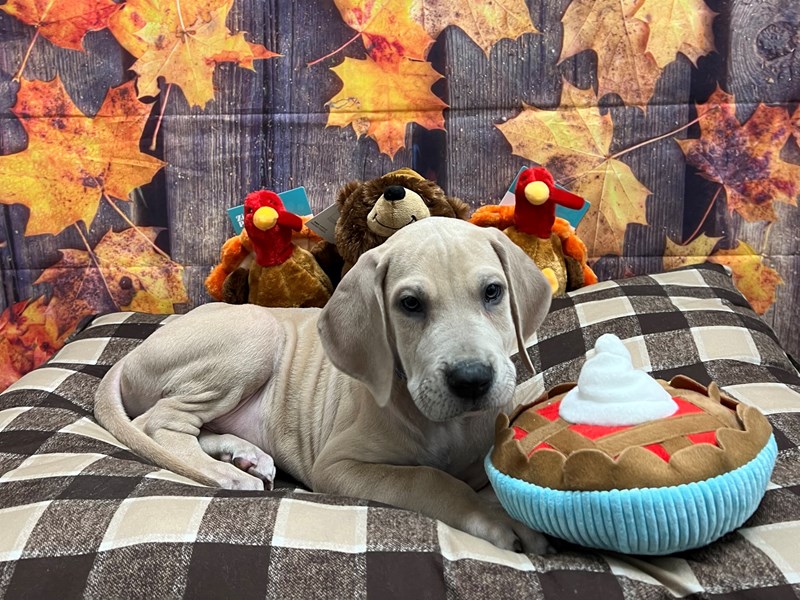 [#25710] Fawn Male Great Dane Puppies For Sale #2
