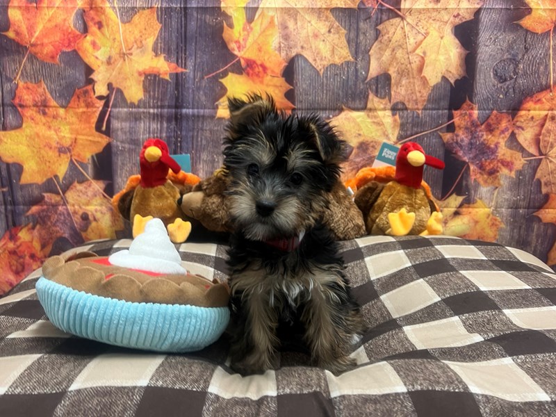 [#25732] Black / Tan Female Silky Terrier Puppies For Sale #1