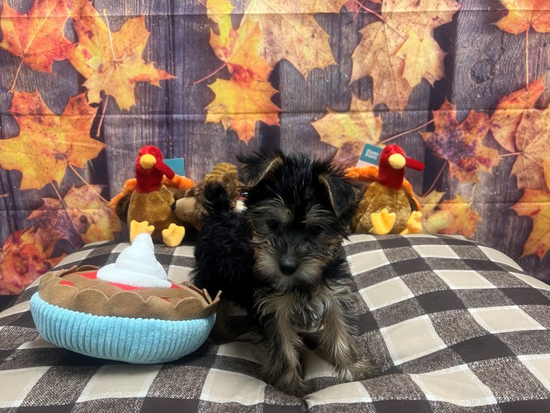 [#25732] Black / Tan Female Silky Terrier Puppies For Sale #2