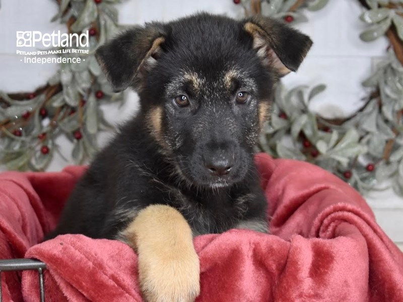 [#5357] Black & Tan Female German Shepherd Puppies For Sale #1