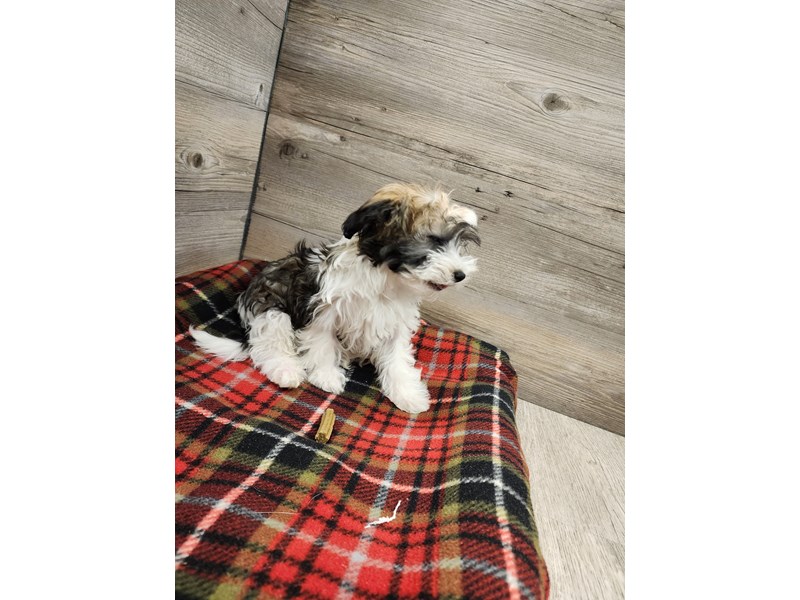 [#19737] Red Sable Male Havanese Puppies For Sale #1