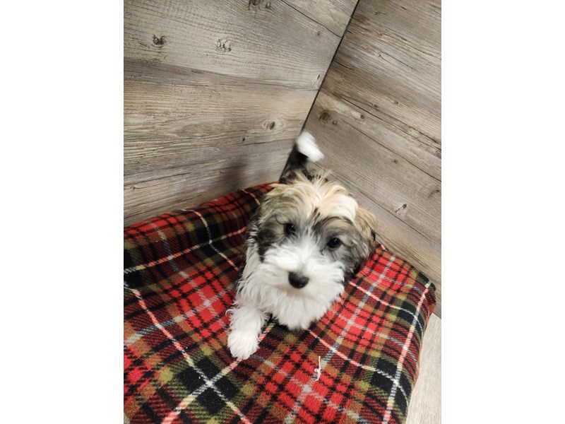 [#19737] Red Sable Male Havanese Puppies For Sale