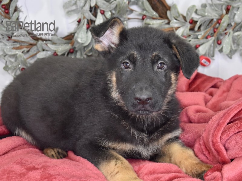 [#564] Sable Male German Shepherd Puppies For Sale #1