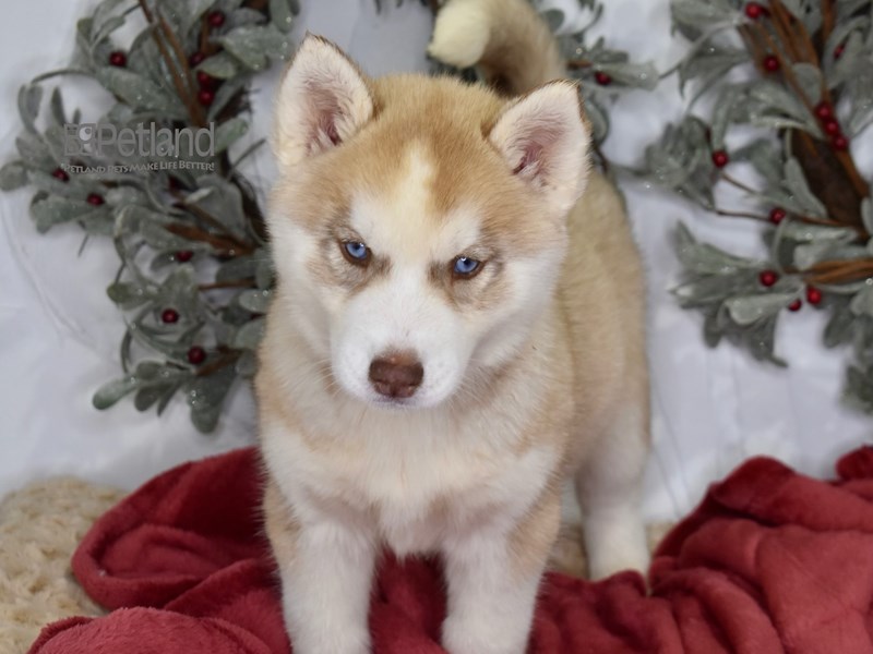 [#567] Red & White Female Siberian Husky Puppies For Sale #1