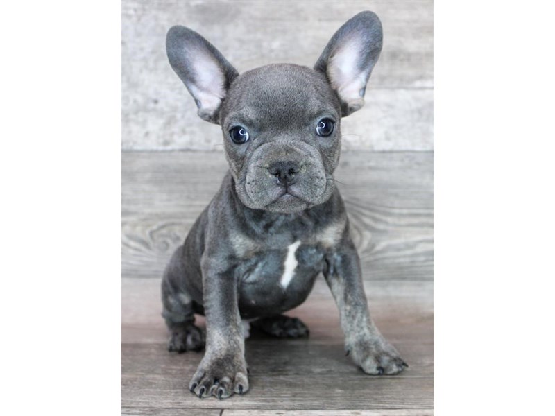 how much is a blue brindle french bulldog