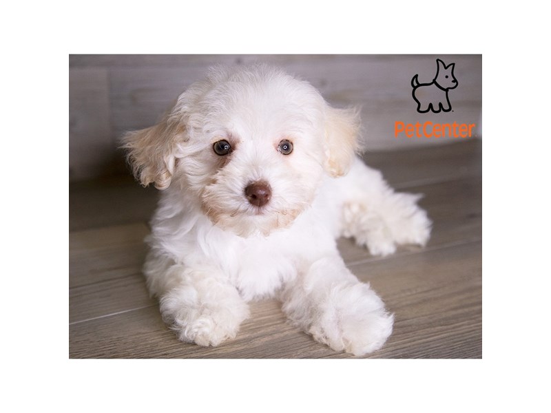 [#34016] Sandy - White & Cream Female Bichapoo Puppies For Sale