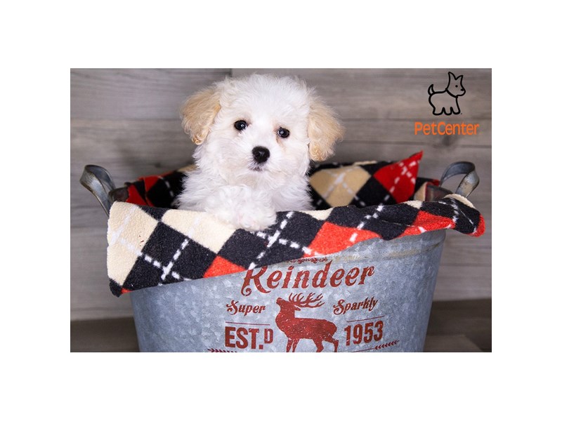[#34015] Honey - White & Cream Female Bichapoo Puppies For Sale #3