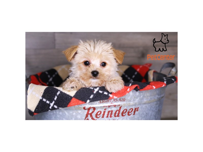 [#34011] Sam - Red Male Morkie Puppies For Sale