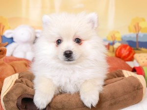 Pomeranian-DOG-Male-cream-