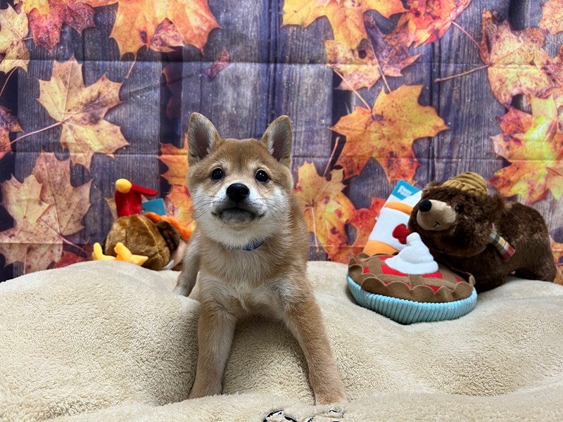 [#25750] Red Male Shiba Inu Puppies For Sale