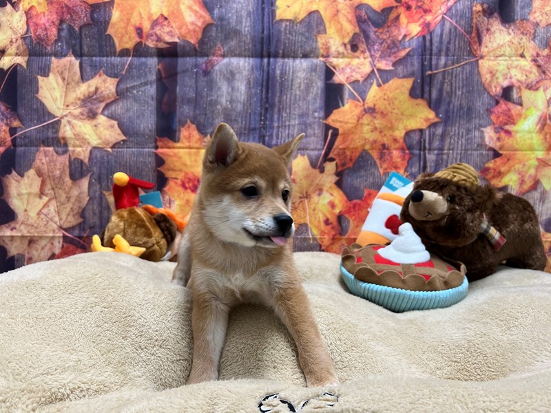 [#25750] Red Male Shiba Inu Puppies For Sale #3