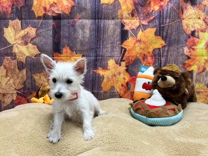 [#25761] White Female West Highland White Terrier Puppies For Sale