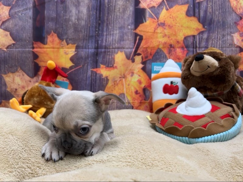 [#25771] Blue / Tan Female French Bulldog Puppies For Sale #1