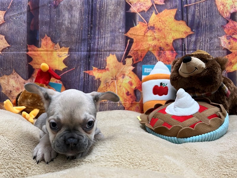 [#25771] Blue / Tan Female French Bulldog Puppies For Sale #2