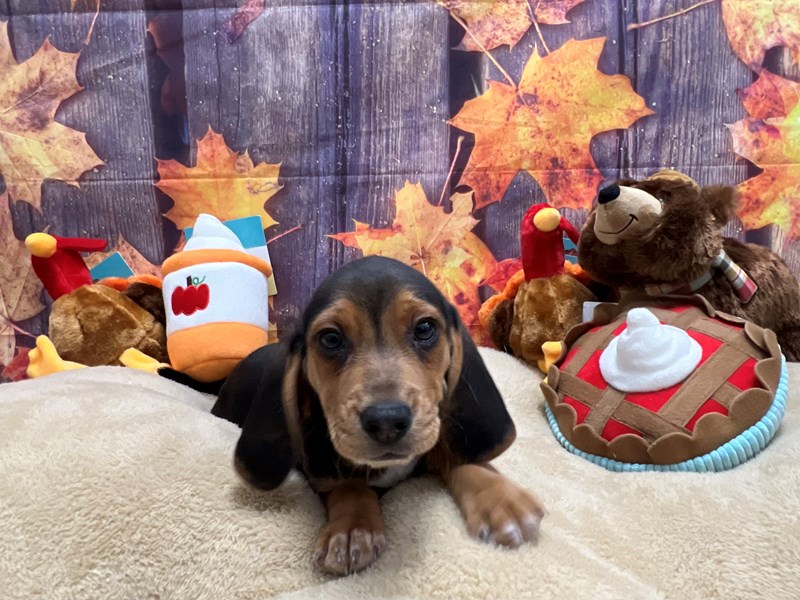 [#25743] Black Tan and White Male Beagle Puppies For Sale