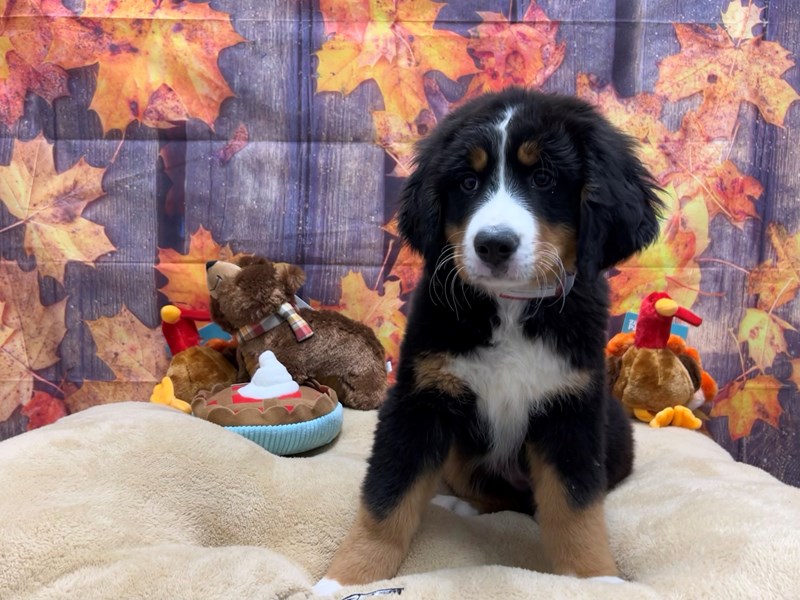 [#25744] Black Rust and White Female Bernese Mountain Dog Puppies For Sale #1