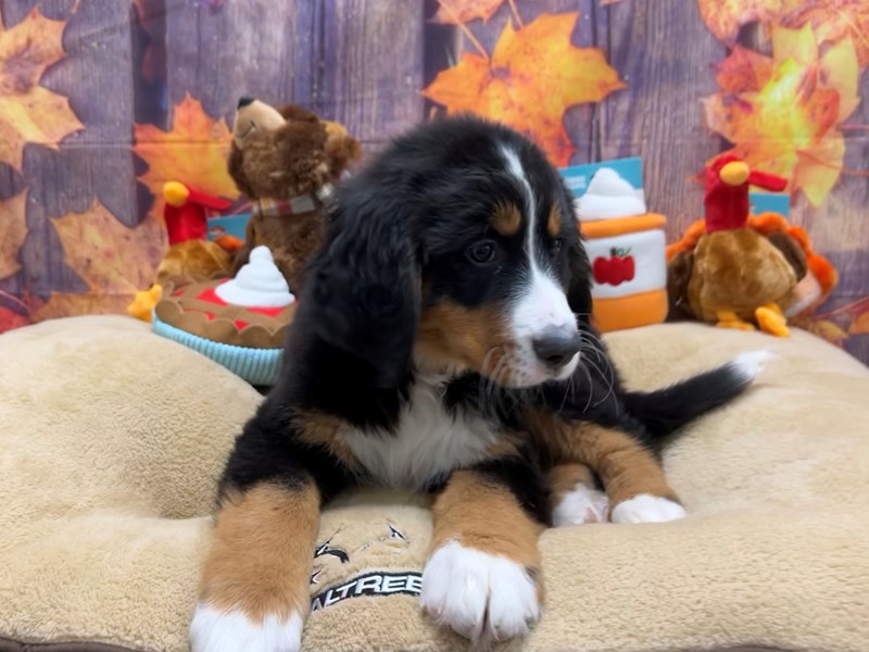 [#25744] Black Rust and White Female Bernese Mountain Dog Puppies For Sale