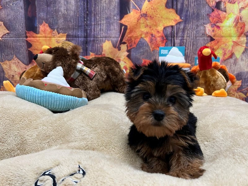 [#25753] Black and Tan Female Yorkshire Terrier Puppies For Sale