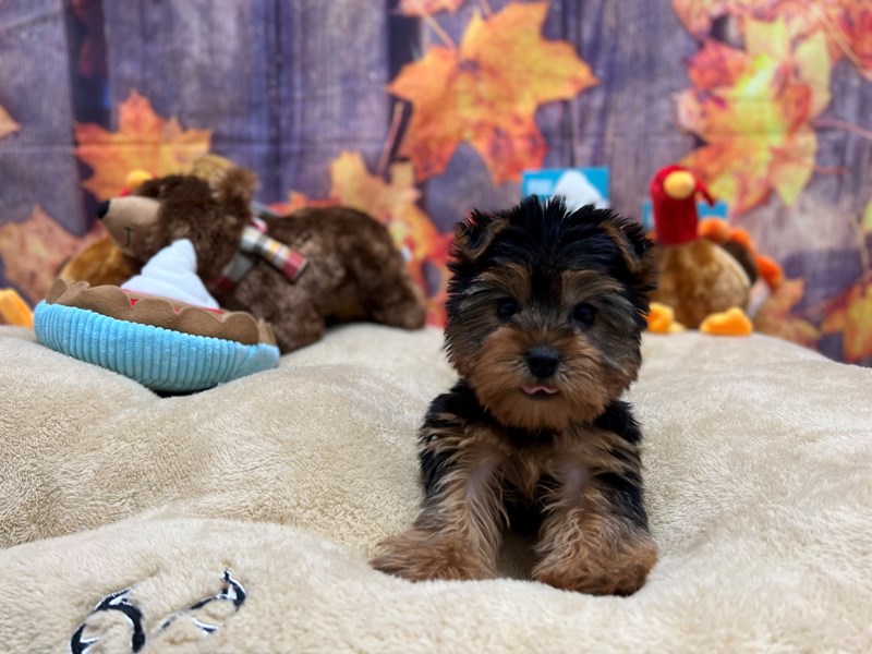 [#25753] Black and Tan Female Yorkshire Terrier Puppies For Sale #2