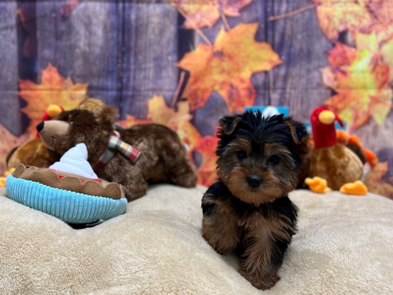[#25753] Black and Tan Female Yorkshire Terrier Puppies For Sale #3