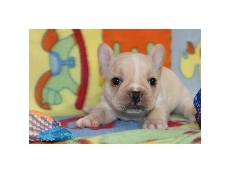 [#34052] Daryl - Cream and White Male French Bulldog Puppies For Sale