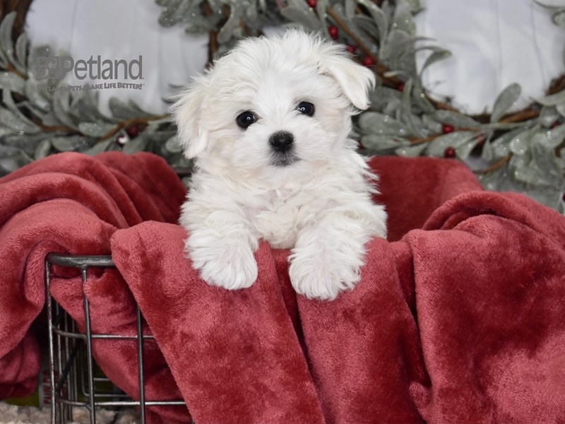 [#579] White Male Maltese Puppies For Sale