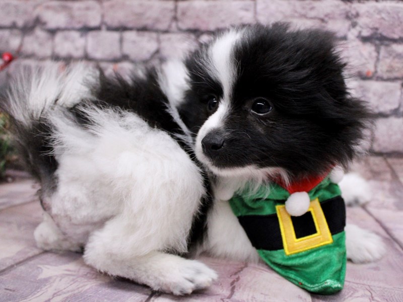 [#17593] Black & White Parti Male Pomeranian Puppies For Sale #1