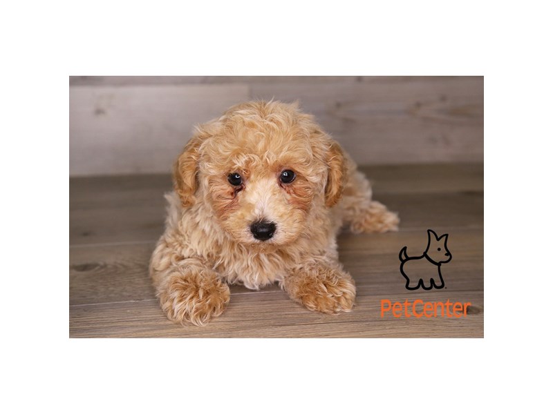 [#33977] Caleb - Cream Male Bichapoo Puppies For Sale #1