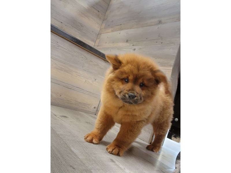 [#19787] Red Female Chow Chow Puppies For Sale #1