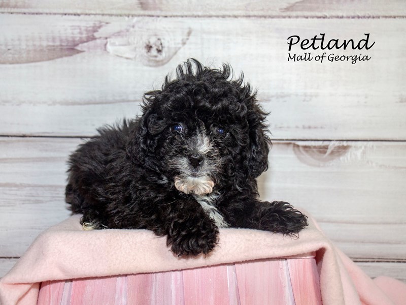 [#8372] Black / White Female Shihpoo Puppies For Sale #1
