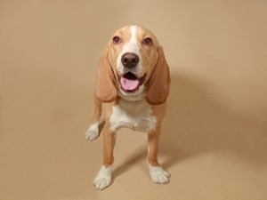Beagle-DOG-Male-lemon & wh-