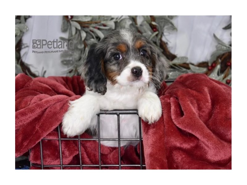[#587] Blue Merle & White Male Cavapoo Puppies For Sale #1