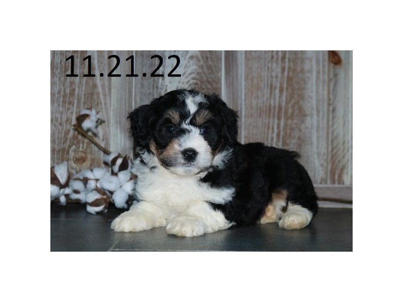 [#8413] Tri-Colored Male Aussiepoo Puppies For Sale #1