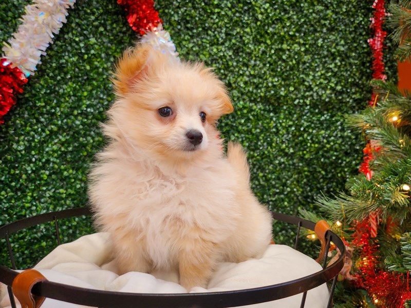 [#12683] Biscuit Female Pom-A-Poo Puppies For Sale