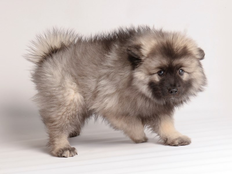 [#19956] Black / Silver Female Keeshond Puppies For Sale