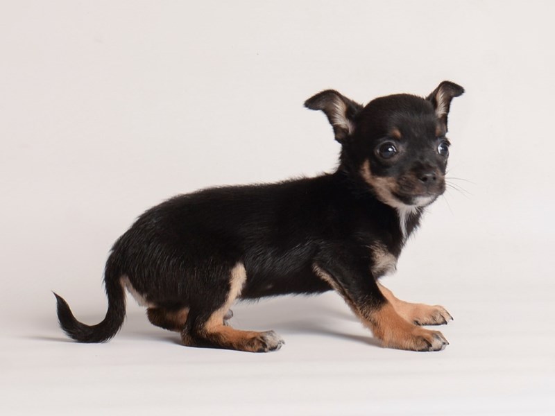 [#19954] Black / Tan Male Chihuahua Puppies For Sale #1