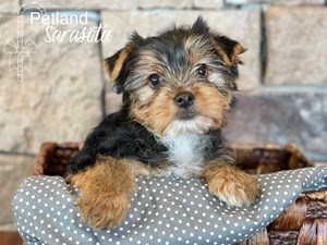 Yorkshire-Terrier-DOG-Male-3913027