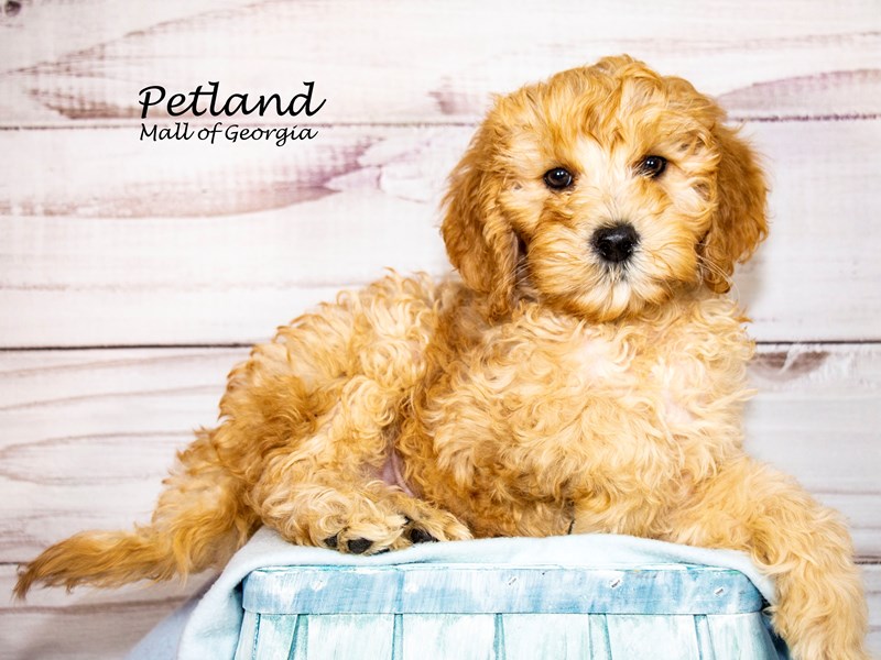[#8393] Red Male Miniature Goldendoodle 2nd Gen Puppies For Sale #1