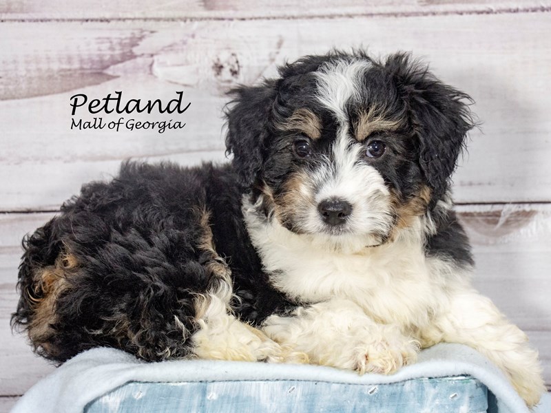 [#8413] Tri-Colored Male Aussiepoo Puppies For Sale #2