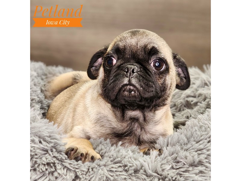[#18499] Fawn Male Pug Puppies For Sale