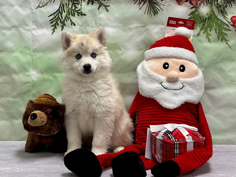 [#25817] Biscuit Female F2 Pomsky Puppies For Sale #1