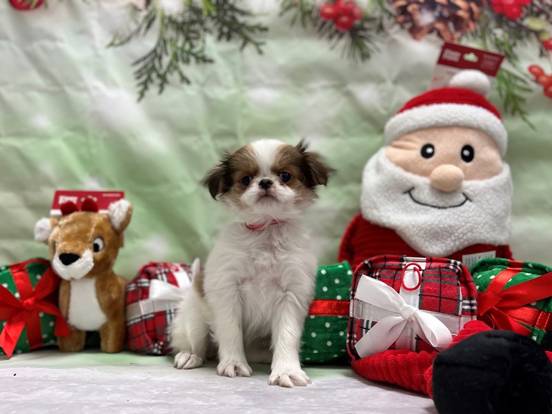 [#25843] Sable / White Female Japanese Chin Puppies For Sale #1
