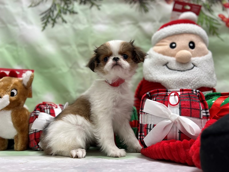 [#25843] Sable / White Female Japanese Chin Puppies For Sale