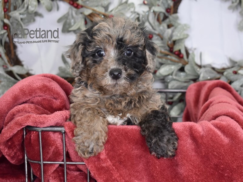 [#604] Merle Male Poodle Puppies For Sale #1