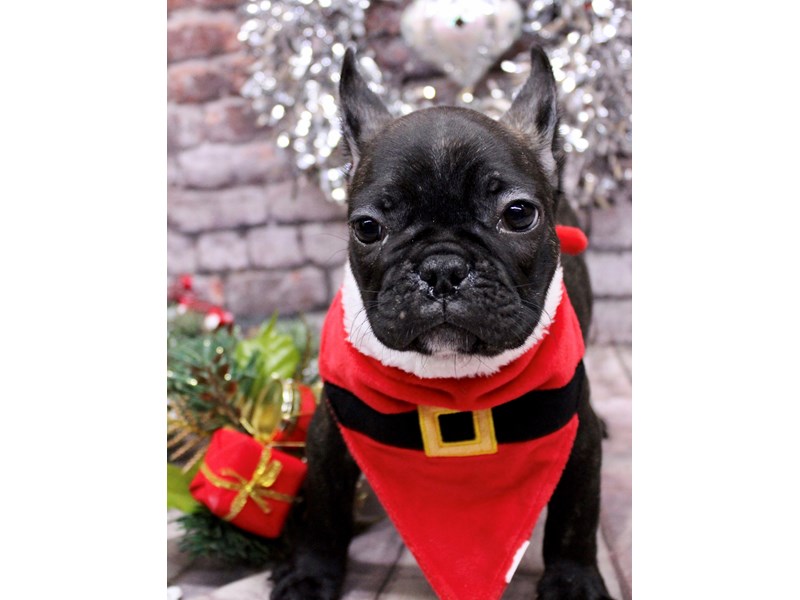 [#17615] Black Brindle Male French Bulldog Puppies For Sale