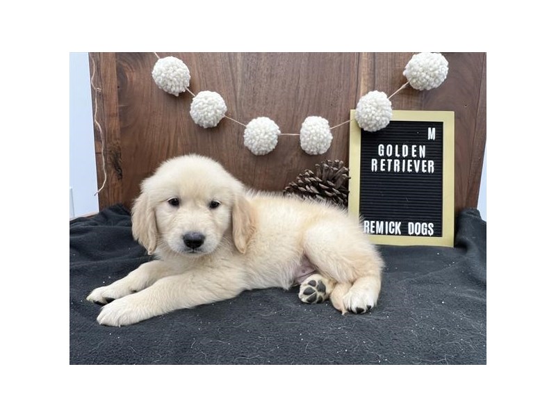 [#18516] Golden Male Golden Retriever Puppies For Sale