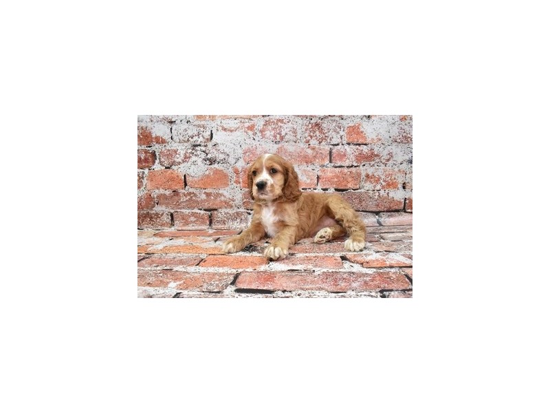 [#12689] Red Female Cocker Spaniel Puppies For Sale