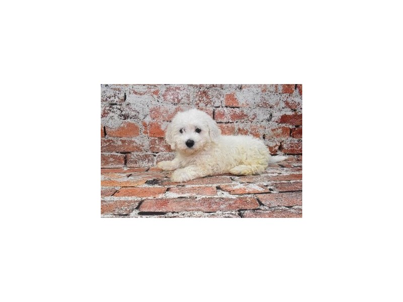 [#12688] White Male Bichon Frise Puppies For Sale #1