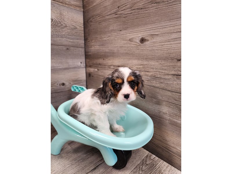 [#19799] Blue Merle Male Cavalier King Charles Spaniel Puppies For Sale