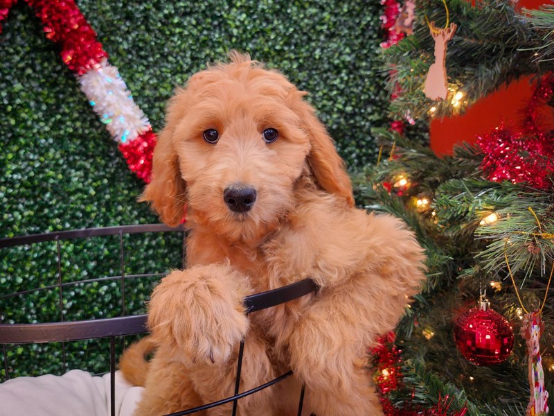 [#12687] Golden Female Goldendoodle Puppies For Sale
